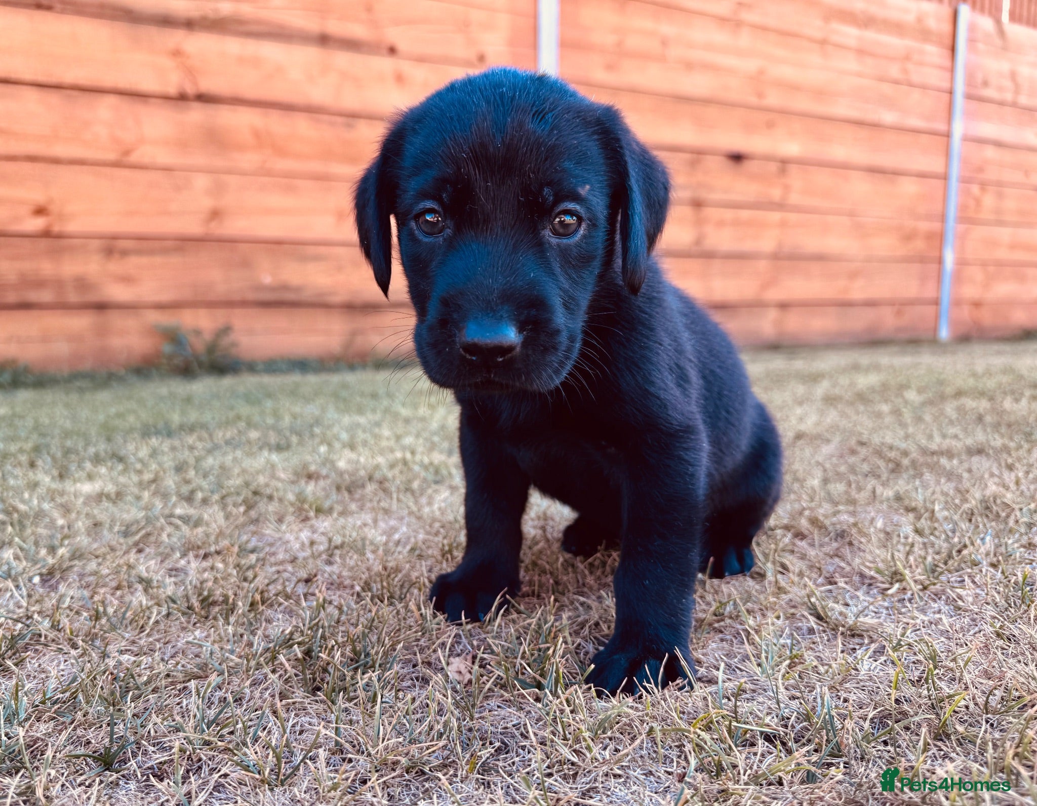 Labrador Retriever dogs KC Registered Labrador Puppies 🐾🐾🐾 - Advert 1