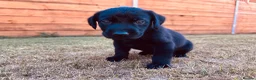 Labrador Retriever dogs for sale: KC Registered Labrador Puppies 🐾🐾🐾 - Advert 1