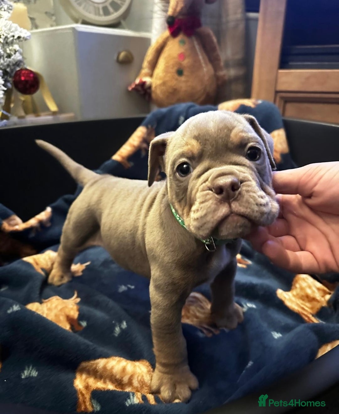 Mixed Breed dogs for sale: Old Tyme And English bulldog puppies - Advert 4