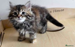 Siberian cats for sale: Beautiful purebred Siberian kittens-Hypoallergenic - Image 25