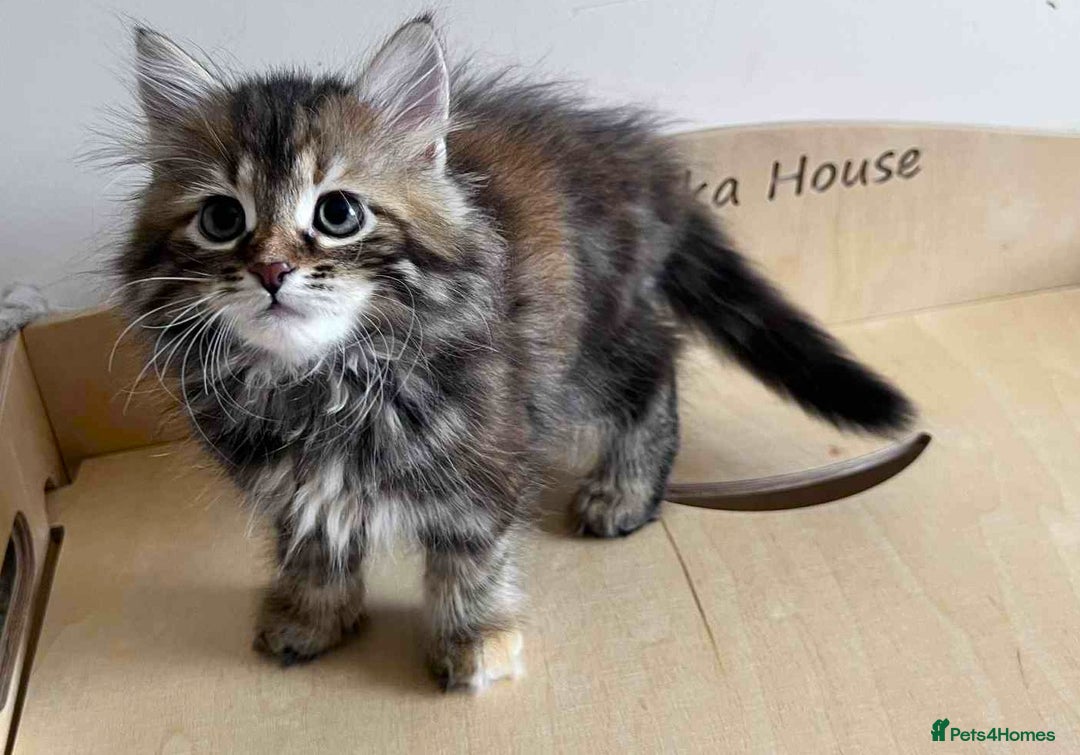 Siberian cats for sale: Beautiful purebred Siberian kittens-Hypoallergenic - Image 25