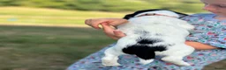 English Springer Spaniel dogs for sale: KC registered family friendly Springer Spaniels - Advert 10