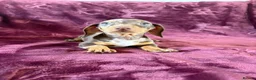 Miniature Dachshund dogs for sale: KC MINIATURE DACHSHUND PUPPIES  - Advert 14
