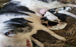 Mixed Breed dogs for sale: Border Collie x Australian Shepherd - Image 11