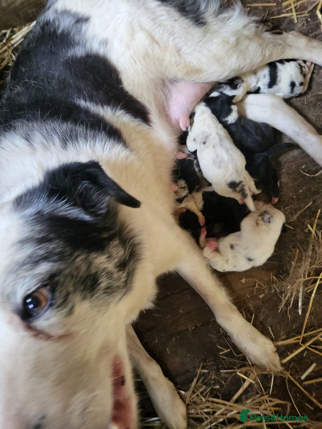 Mixed Breed dogs for sale: Border Collie x Australian Shepherd - Image 11