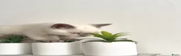 British Shorthair cats for sale: Gorgeous British Shorthair Girl Colour point - Advert 10