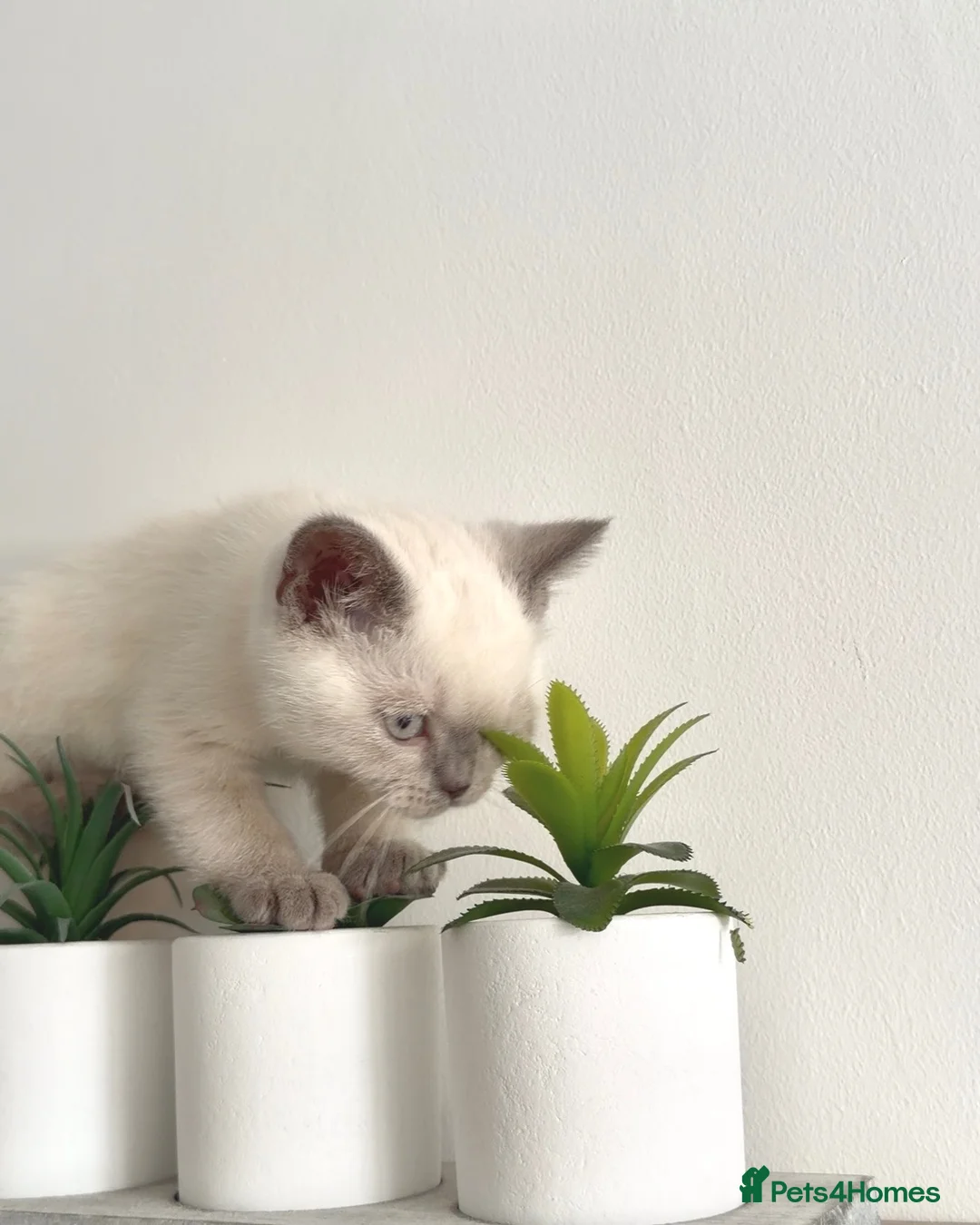British Shorthair cats for sale: Gorgeous British Shorthair Girl Colour point - Advert 10