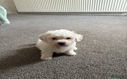Bichon Frise dogs for sale: Bichon frise - Image 3