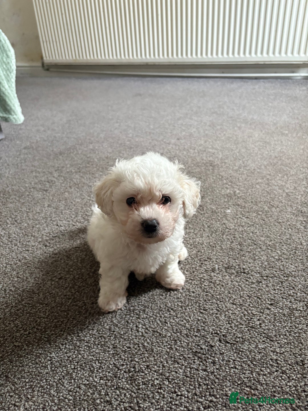 Bichon Frise dogs for sale: Bichon frise - Image 3