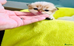 British Longhair cats for sale: 🐾🤩❤️Gold Angels - tiny stars 🐾❤️🐱 - Image 29