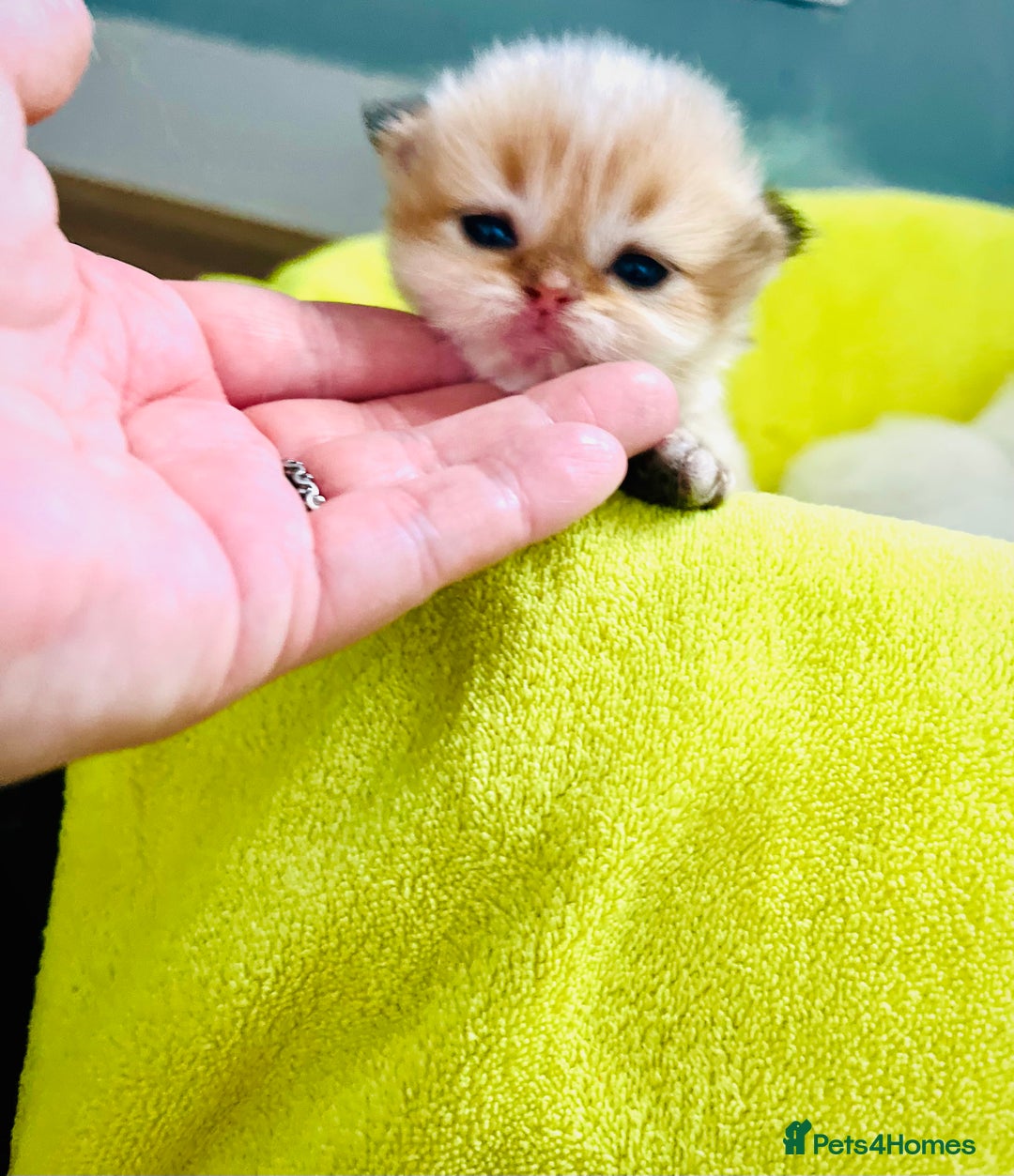 British Longhair cats for sale: 🐾🤩❤️Gold Angels - tiny stars 🐾❤️🐱 - Image 29