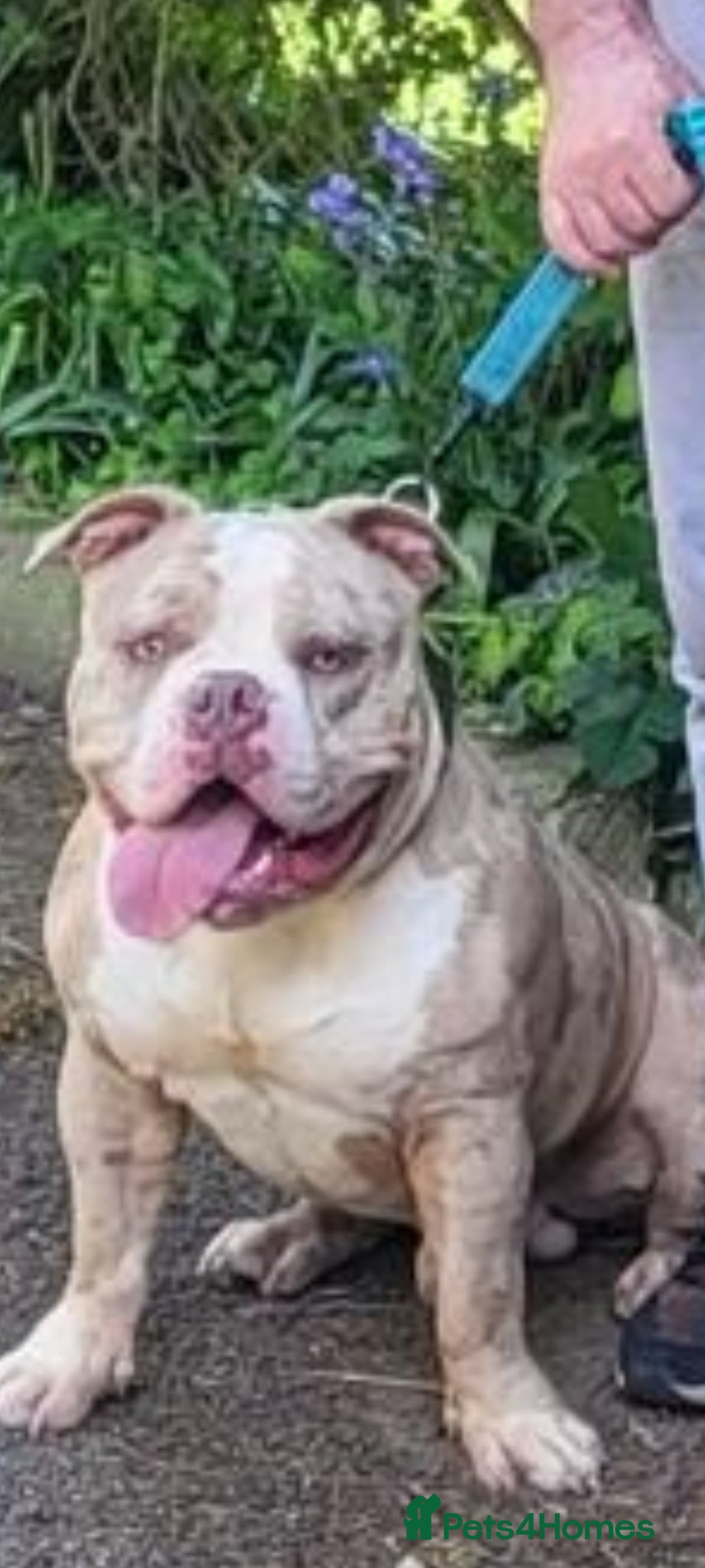 American Bully dogs for sale: Abkc reg platinum/champion pocket bullies - Advert 25