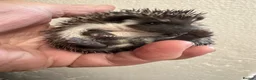Pygmy Hedgehog rodents for sale: 8wk old APH babies various masks/ colours  - Advert 15