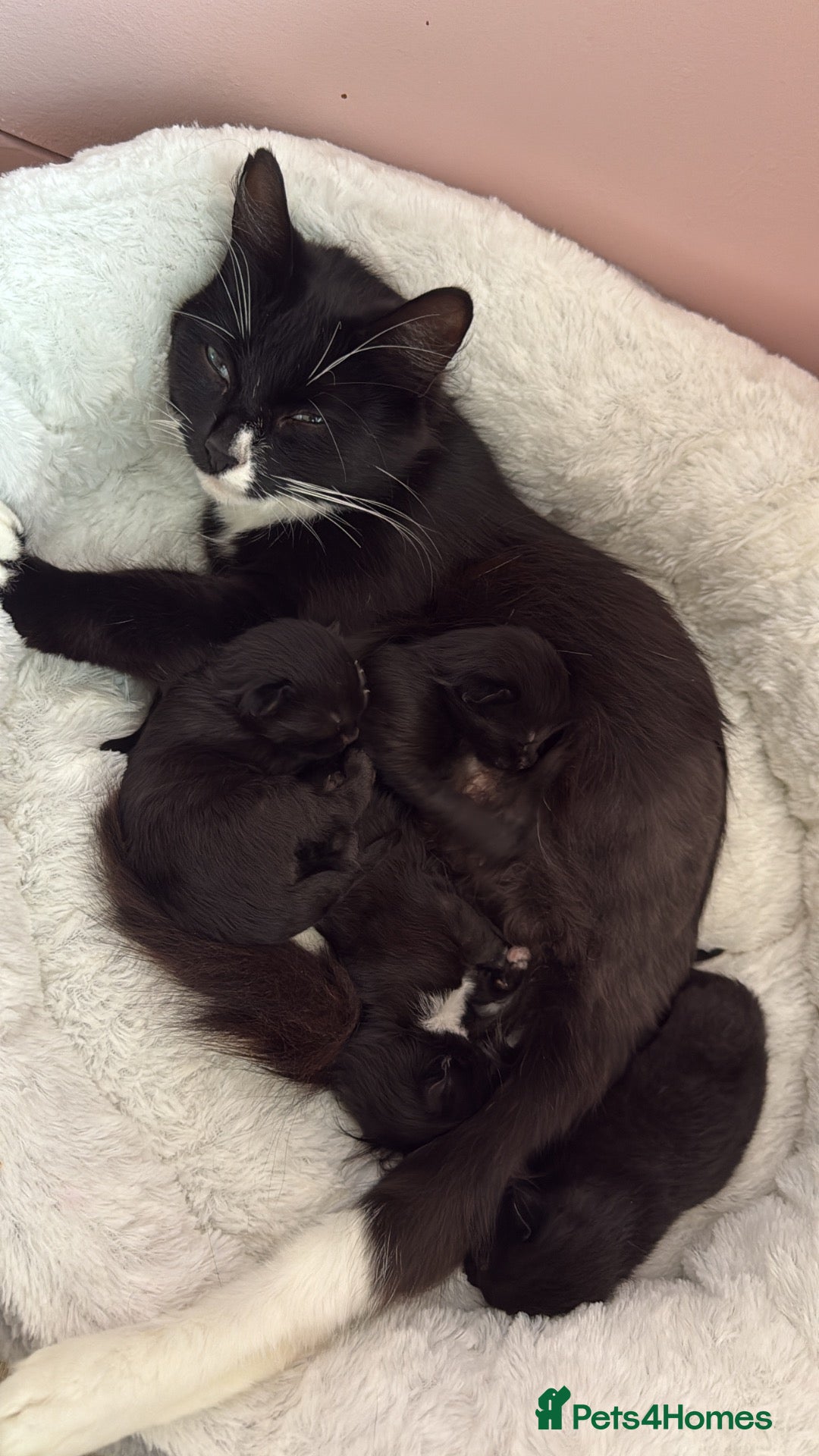 Mixed Breed cats Long hair kittens  - Advert 4