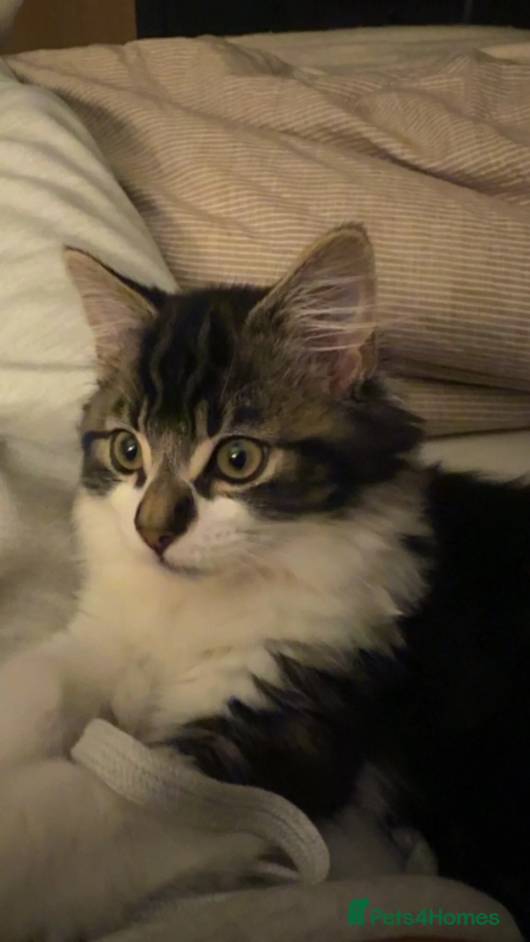 Maine Coon cats for sale: Rupert-Maine coin x long haired kitten - Advert 1