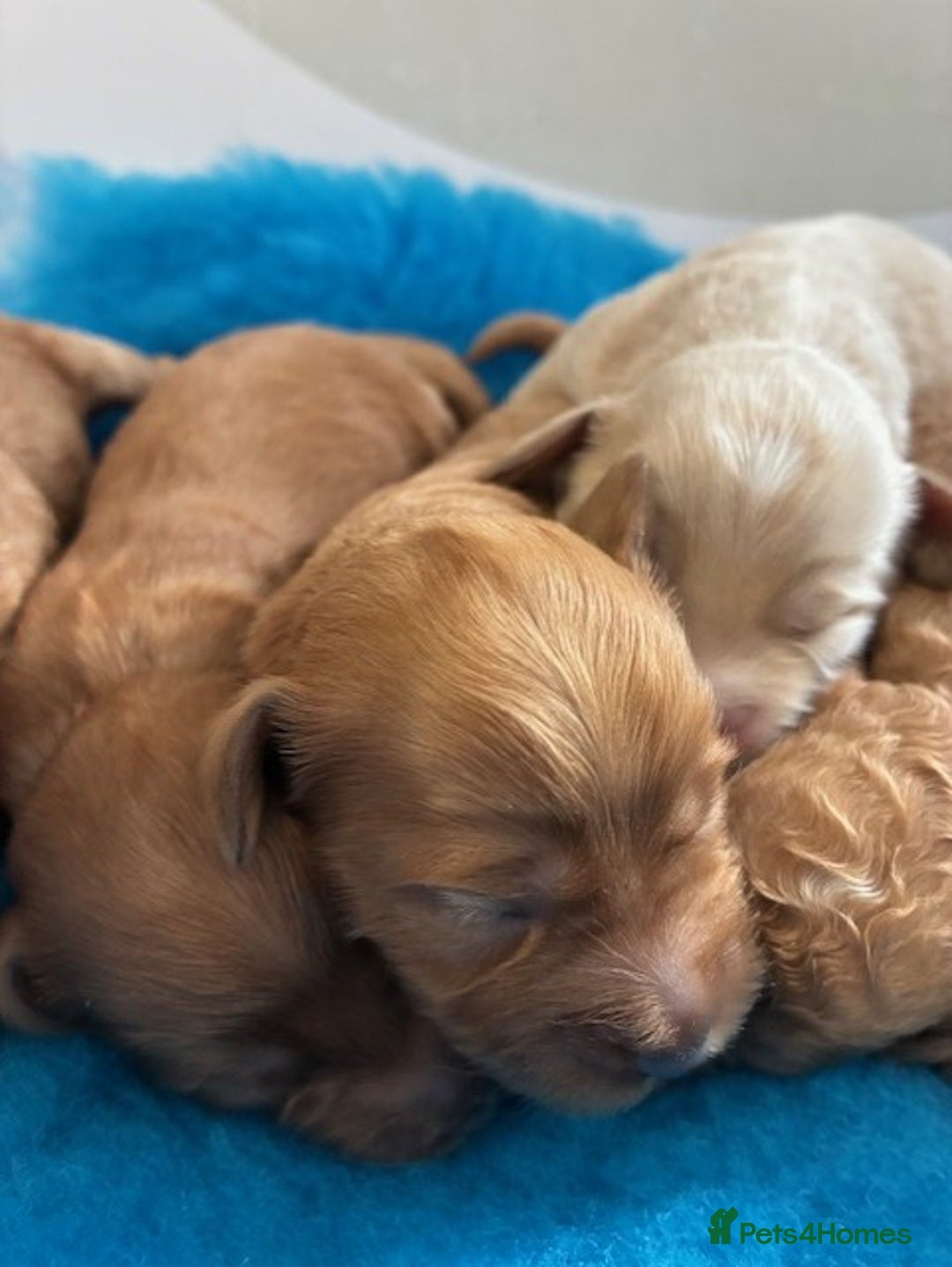 Cavapoo dogs for sale: ✨ Gorgeous Cavapoo puppies ✨ - Image 5