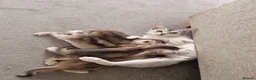 Abyssinian cats for sale: GCCF-registered usual silver Abyssinian kitten - Advert 15