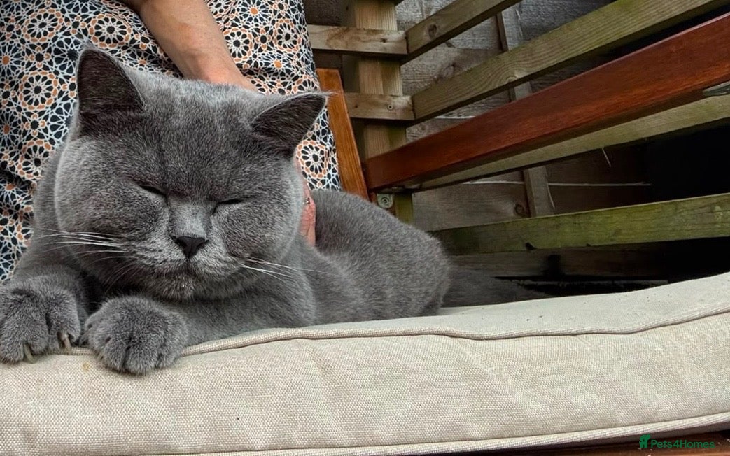 British Shorthair cats Pure British Blue Female  - Advert 6
