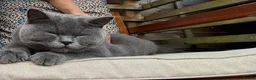 British Shorthair cats for sale: Pure British Blue Female  - Advert 1