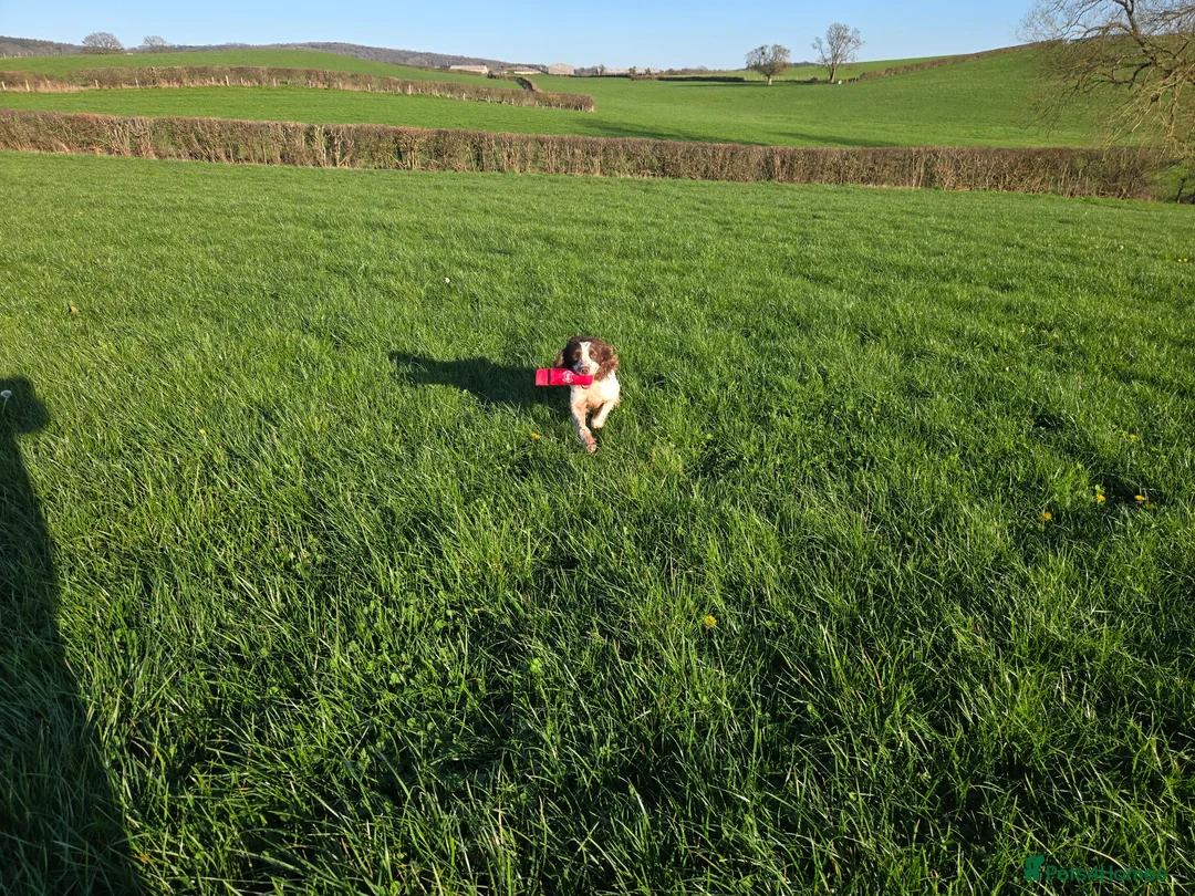 English Springer Spaniel dogs for sale: Springer Spaniel Breeding bitch - Advert 2