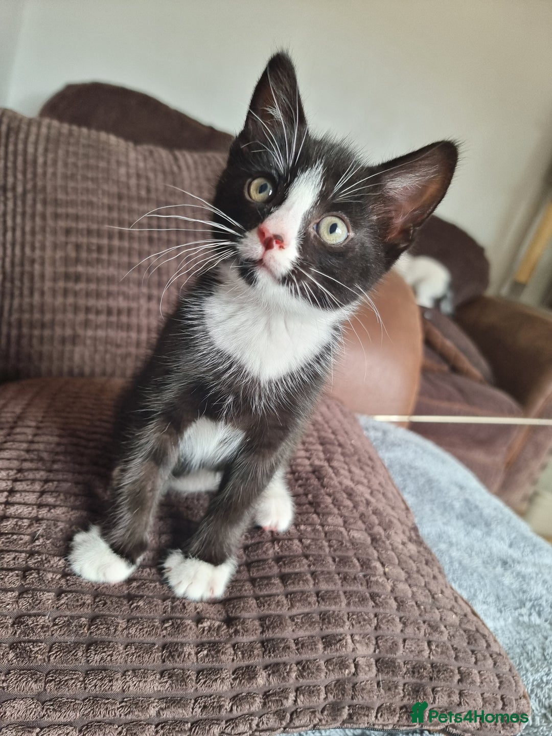 Bengal cats for sale: Bengal cross kittens  - Image 5