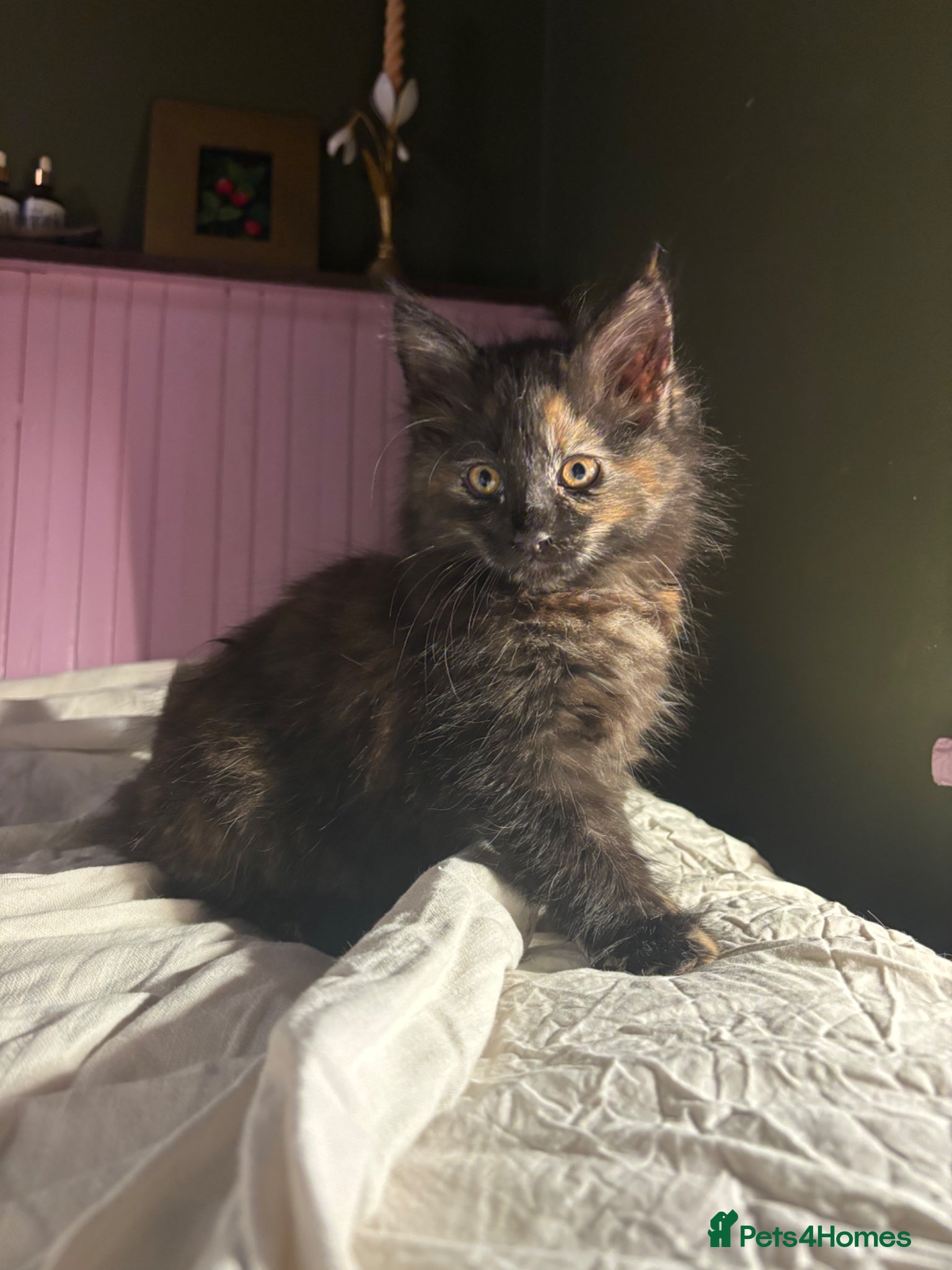 Norwegian Forest Cat cats I saved the best girl for last!  - Advert 13