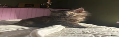 Norwegian Forest Cat Kitten 4