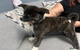 Japanese Akita Inu dogs for sale: Japonese Akita Inu - Advert 14