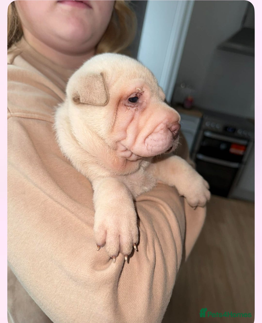 Shar Pei dogs for sale: shar peis - Advert 10