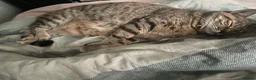 Mixed Breed cats for sale: Beautiful Bengal Tabby Mix  in Bolton - Advert 3