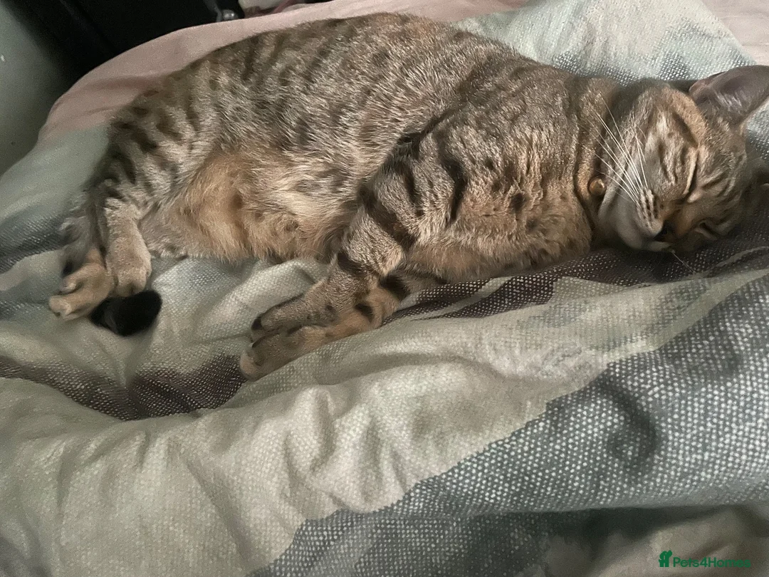 Mixed Breed cats for sale: Beautiful Bengal Tabby Mix  in Bolton - Advert 3
