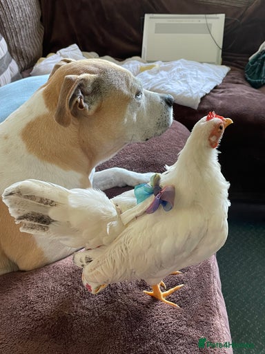 Gallery Image {{count}}