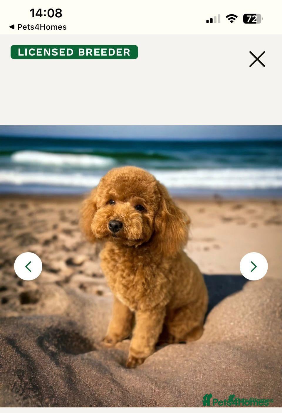 Maltipoo dogs Beautiful   maltipoo pups - Advert 2