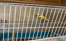 Canaries birds for sale: Yellow canarie  - Image 3