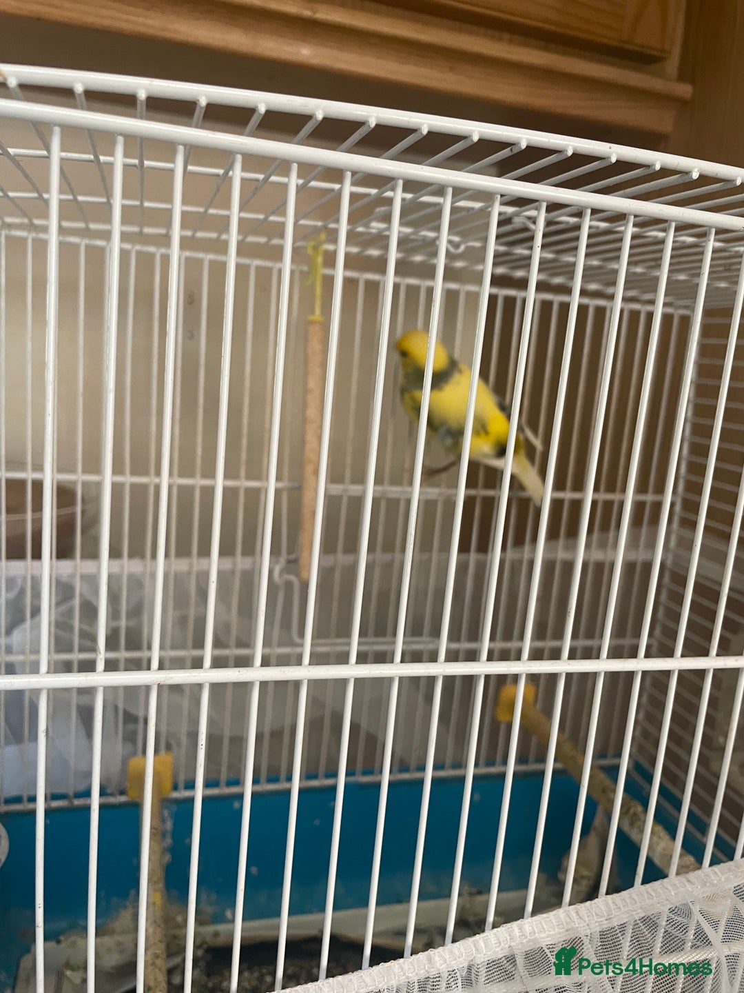 Canaries birds for sale: Yellow canarie  - Image 3
