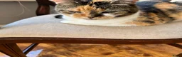 British Shorthair cats for sale: Older cat in Westcliff-on-Sea - Advert 2