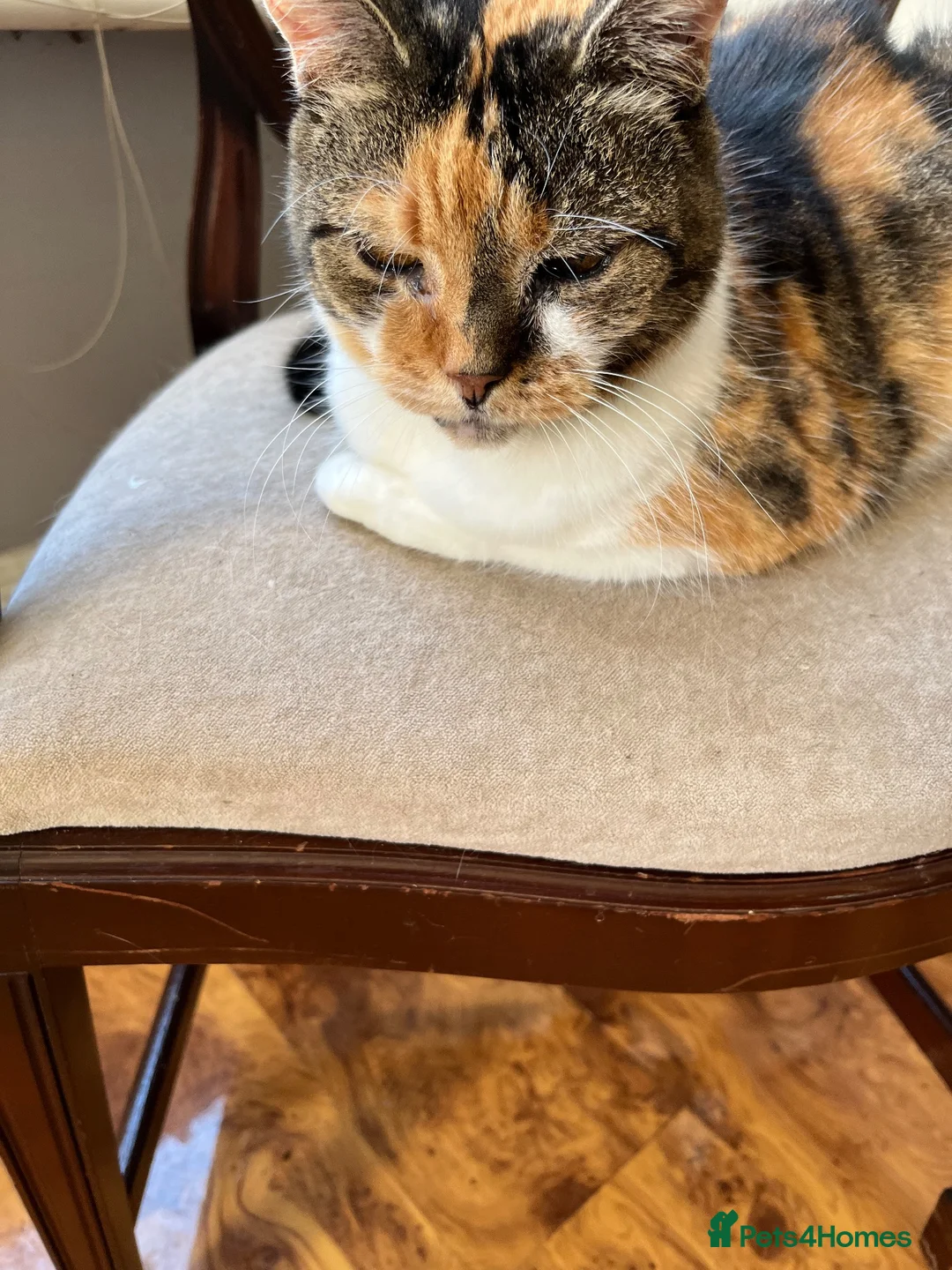 British Shorthair cats for sale: Older cat in Westcliff-on-Sea - Advert 2