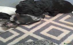 Sprocker dogs for sale: Gorgeous Sprocker pups.  - Image 11