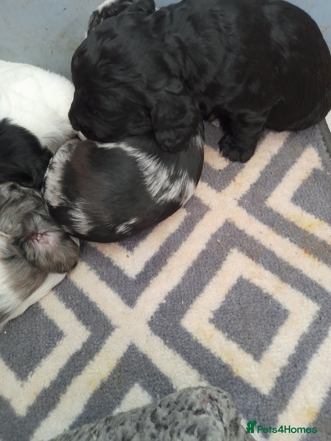 Sprocker dogs for sale: Gorgeous Sprocker pups.  - Image 11