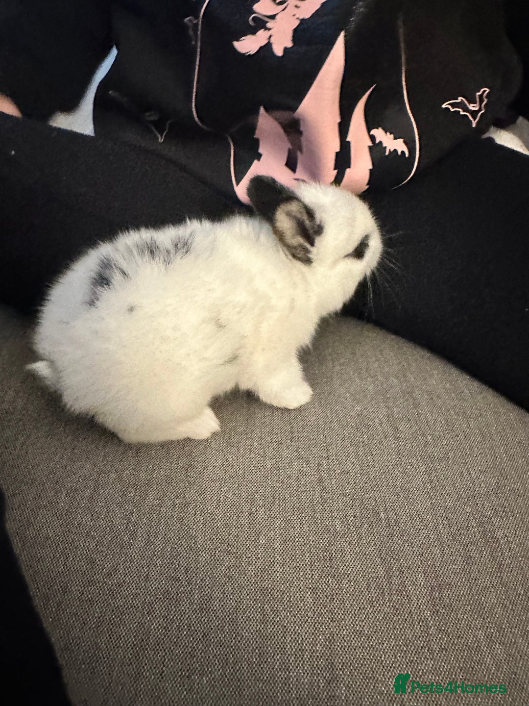 Dwarf Hotot rabbits for sale: Baby bunny  - Image 3