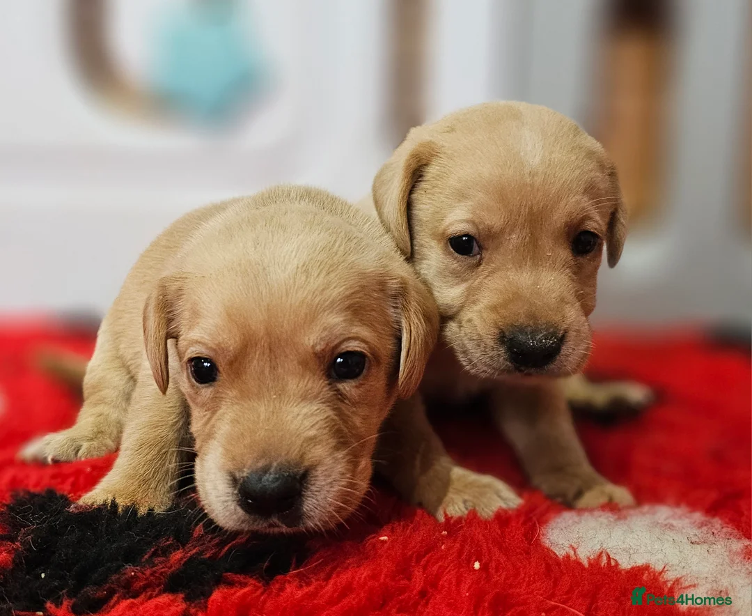 Labrador Retriever dogs for sale: 7 BEAUTIFUL KCREG LABRADORS. HEALTH TESTED PARENTS - Advert 16