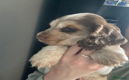 Cocker Spaniel dogs for sale: Show cocker spainel  - Image 9