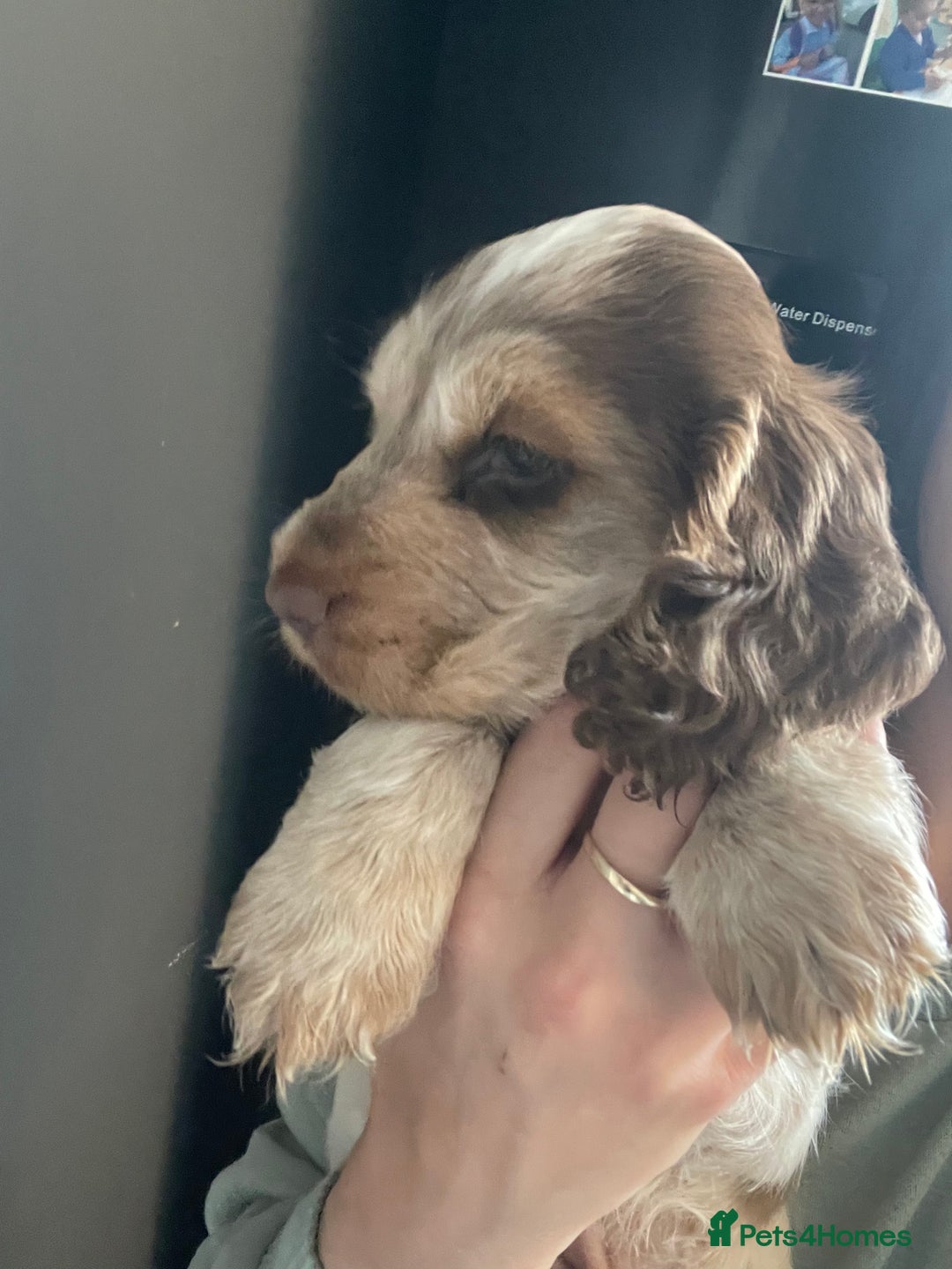 Cocker Spaniel dogs for sale: Show cocker spainel  - Image 9
