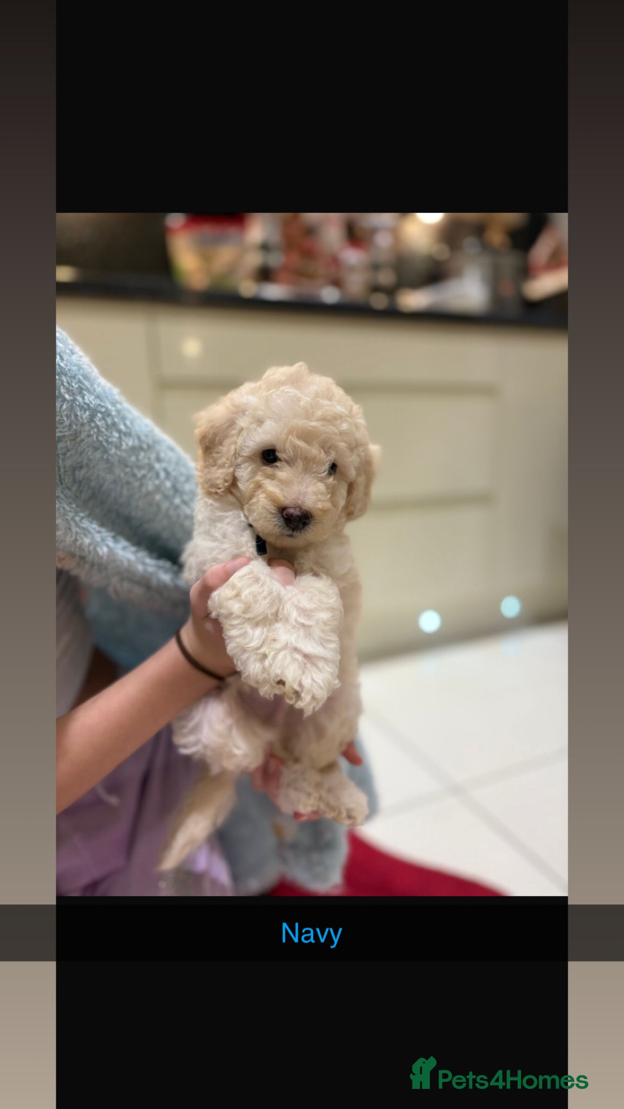 Miniature Poodle dogs 🐩🌈Miniature Merle poodle puppies 🌈🐶❤️ - Advert 6