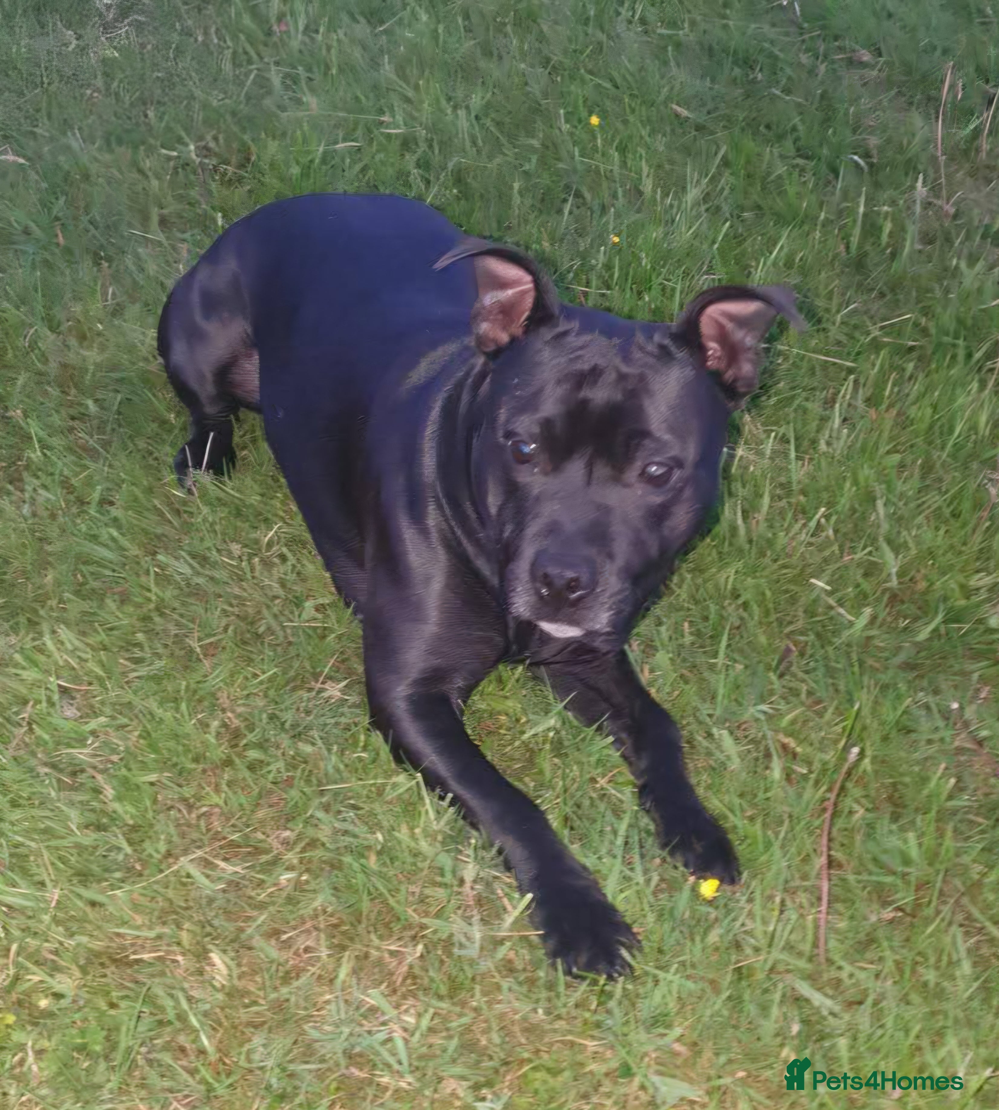 Staffordshire Bull Terrier dogs Exceptional Staffy Bull Terriers– Valglo Bloodline - Advert 1