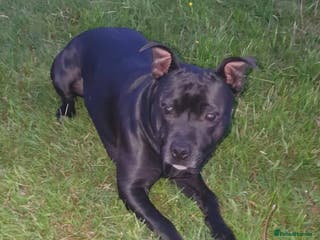 Staffordshire Bull Terrier dogs Exceptional Staffy Bull Terriers– Valglo Bloodline - Advert 1
