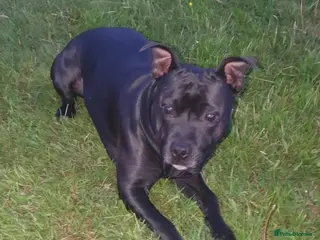 Staffordshire Bull Terrier dogs Exceptional Staffy Bull Terriers– Valglo Bloodline - Advert 3