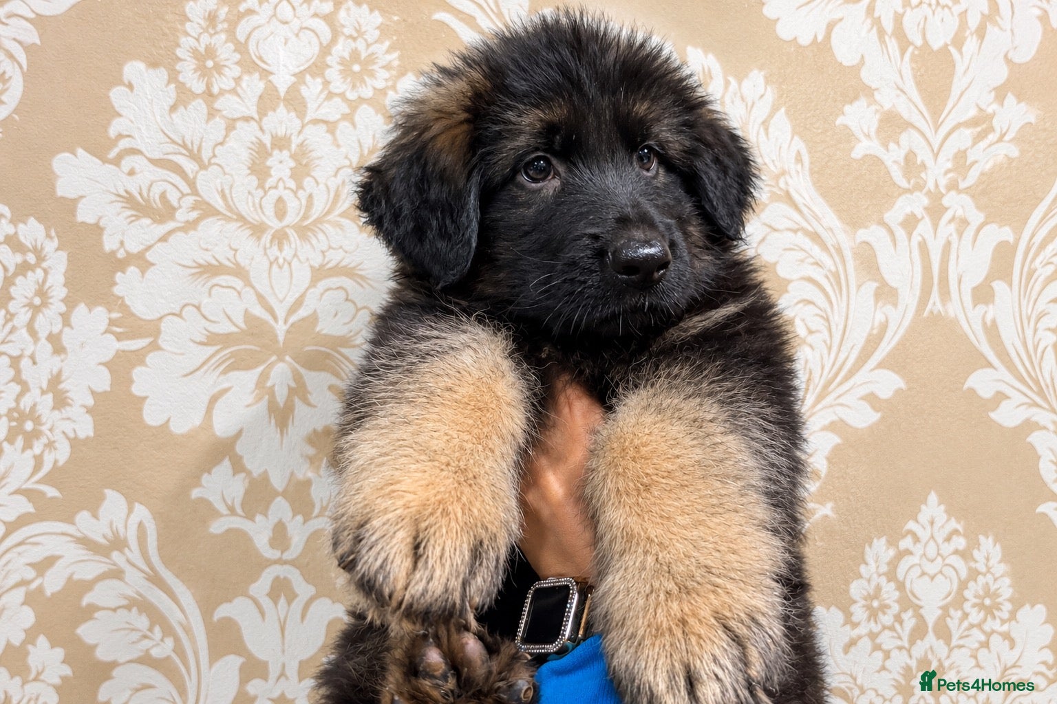 German Shepherd dogs Exceptional Long-Haired German Shepherd Puppies - Advert 1