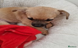 Chihuahua dogs for sale: Small pupies - Image 2