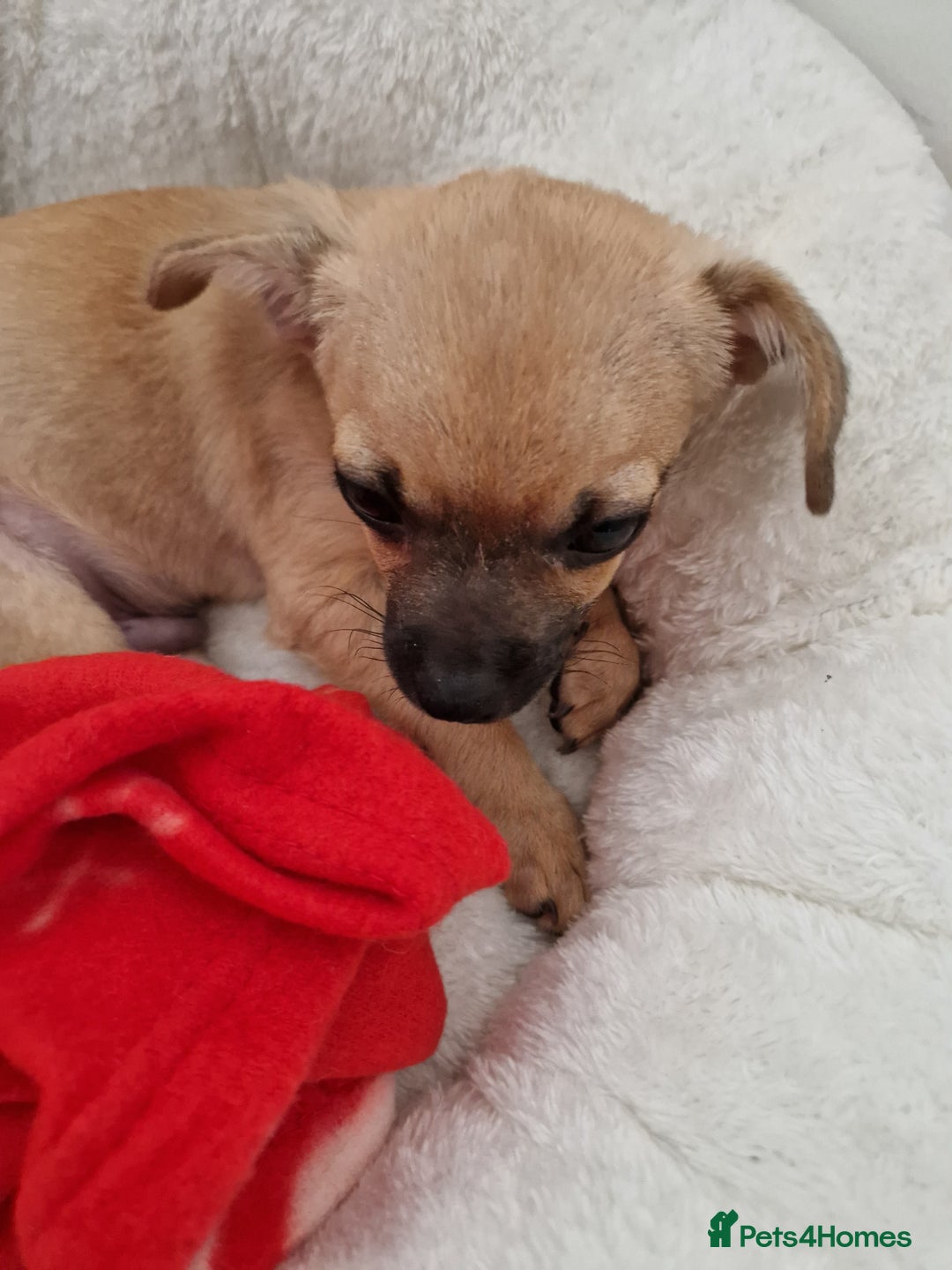 Chihuahua dogs for sale: Small pupies - Image 2